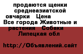 продаются щенки среднеазиатской овчарки › Цена ­ 30 000 - Все города Животные и растения » Собаки   . Липецкая обл.